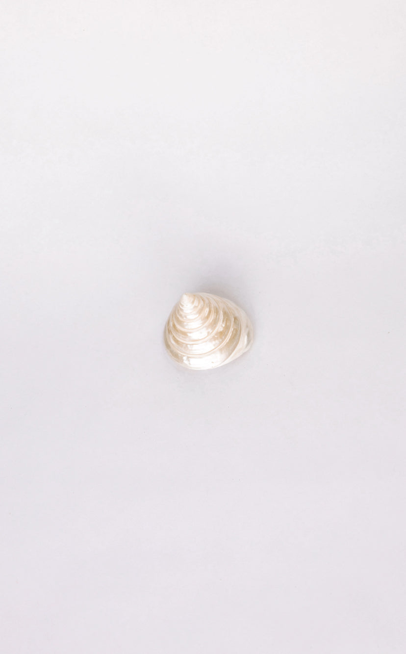 Polished Top Shell