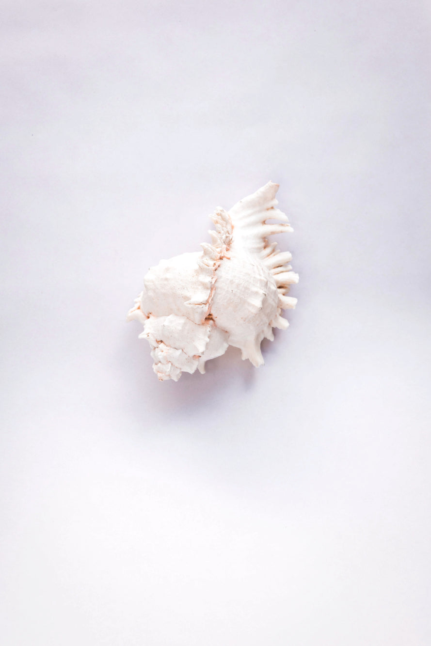 Pink Mouth Murex Shell