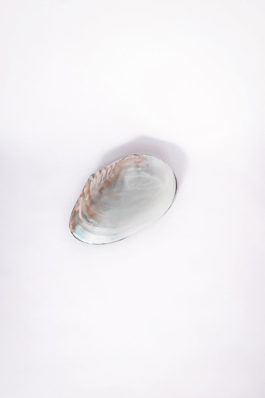 Shell Jewelry Box
