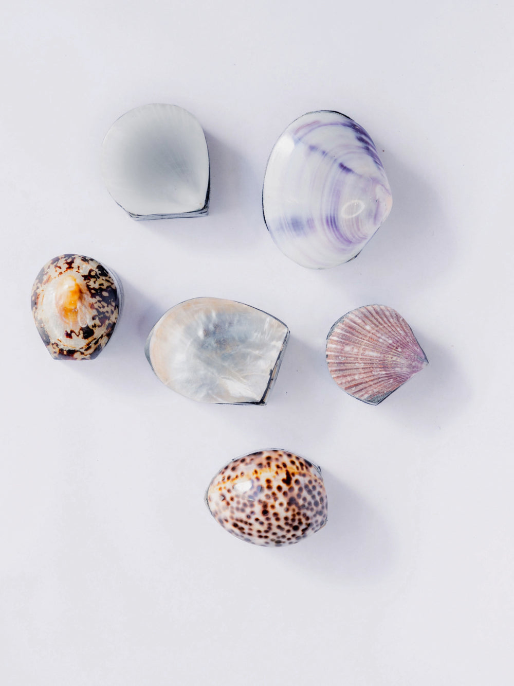 Shell Jewelry Box
