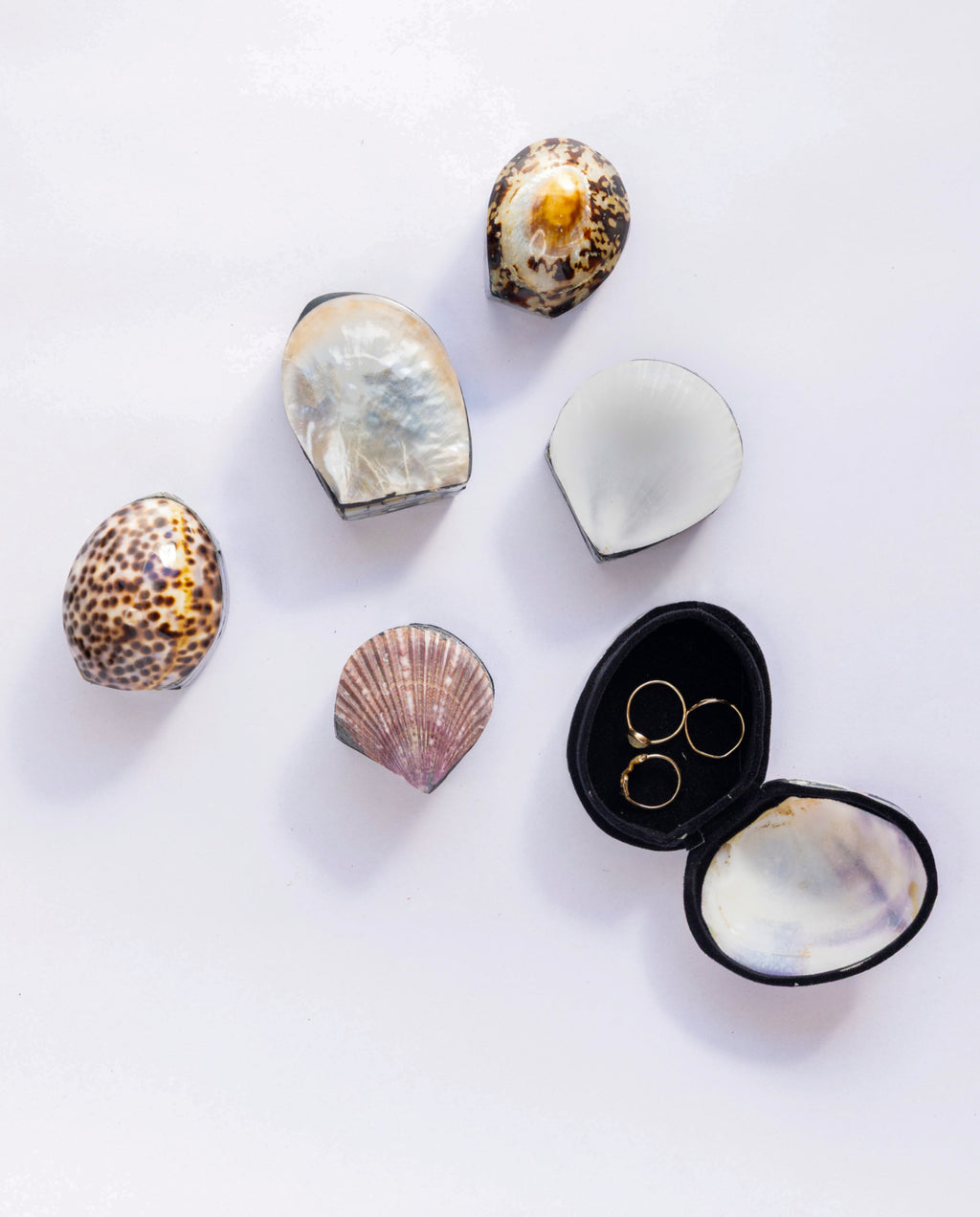 Shell Jewelry Box